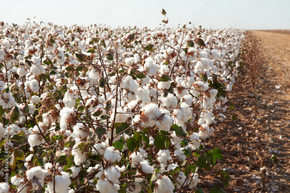 cotton plantation