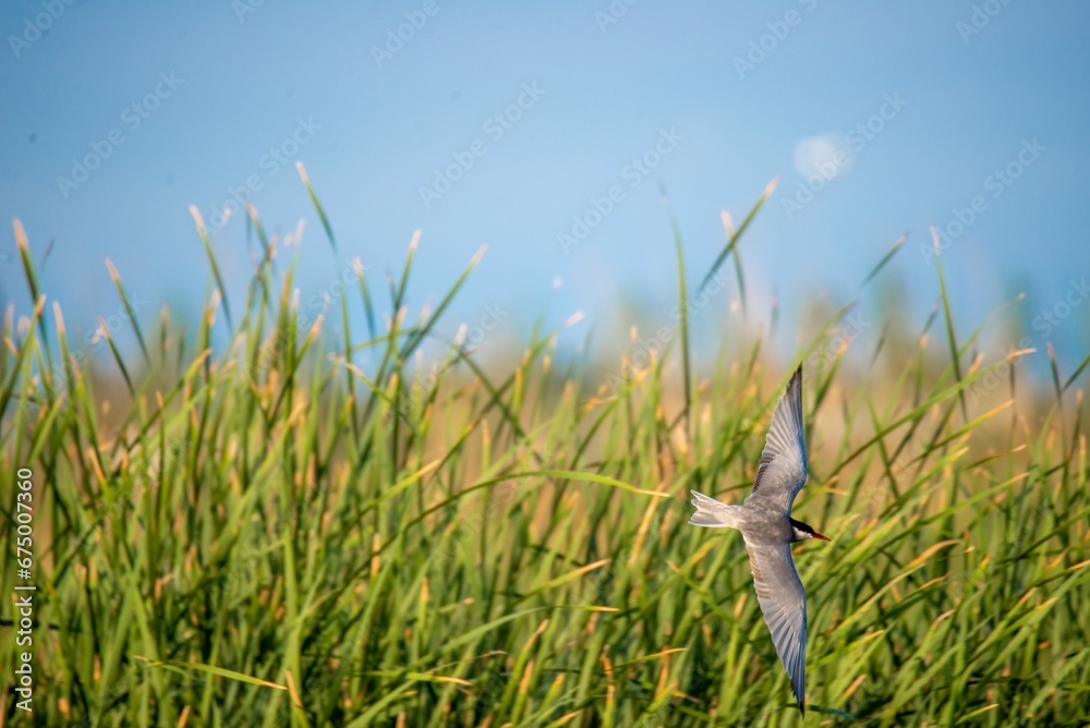 Elegant bird in flight over a sunlit field of lush green grass Elegant bird in flight over a sunlit field of lush green grass