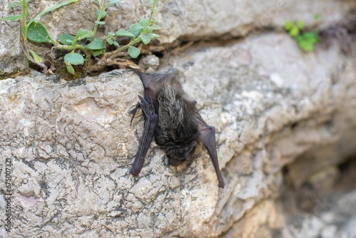 a dead bat is laying on the rock near the grass