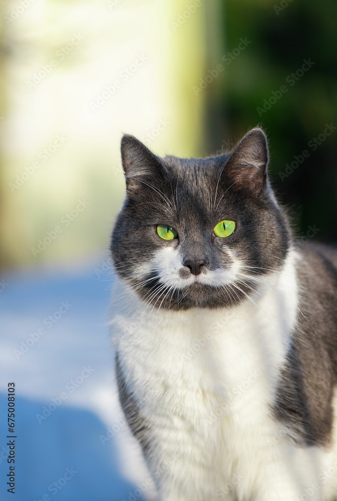 a grey and white cat with green eyes sitting on the hood of a car