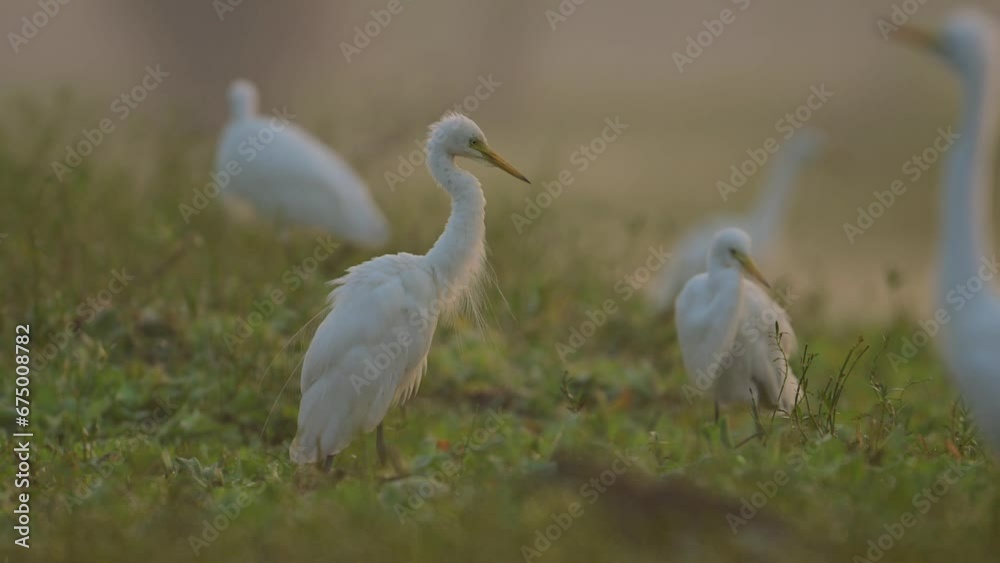 The Flock of Great egrets in Morning The Flock of Great egrets in Morning
