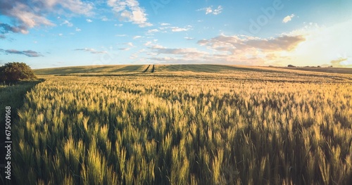 AI generated illustration of a vibrant landscape of golden wheat fields illuminated by the warm sun