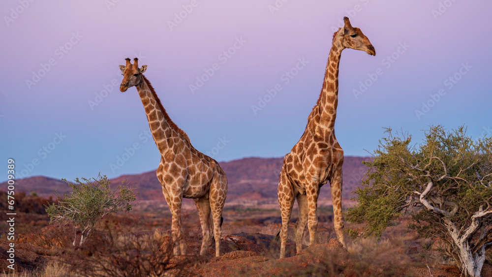 Obraz premium Giraffes in the wild, Augrabies Falls National Park, South Africa 