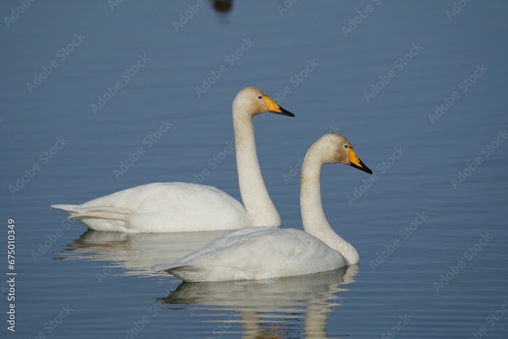 Two swans peacefully gliding across a body of water. Two swans peacefully gliding across a body of water.