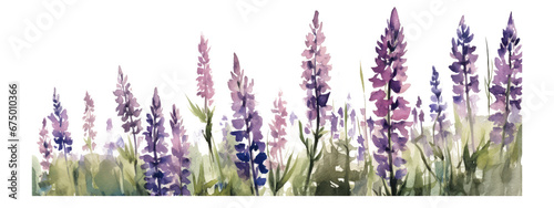 purple flowers standing tall in a meadow isolated on transparent background