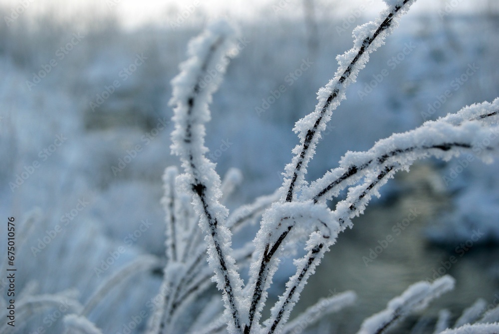 Awe-inspiring vista of a wintery wonderland, with a tranquil landscape of snow-dusted shrubs