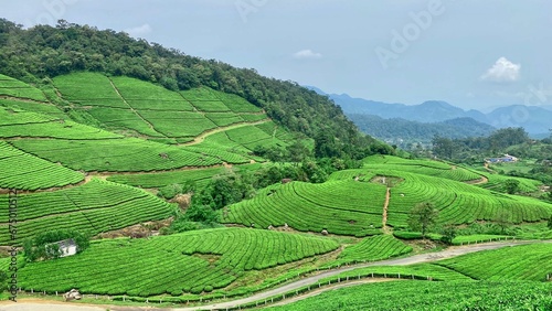 Canvas Print Aerial view of lush tea gardens in Munnar, Kerala, India