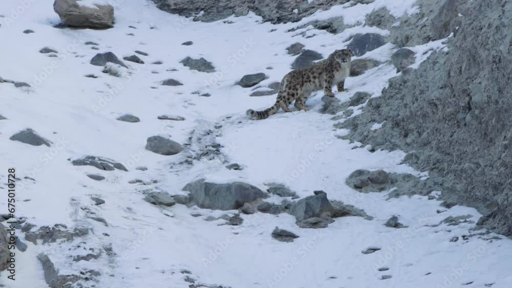 Snow leopard standing on a rocky environment in the wild and looking in cameraman 4k footage