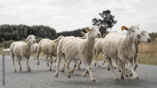 Herd of white sheep running down a rural road
