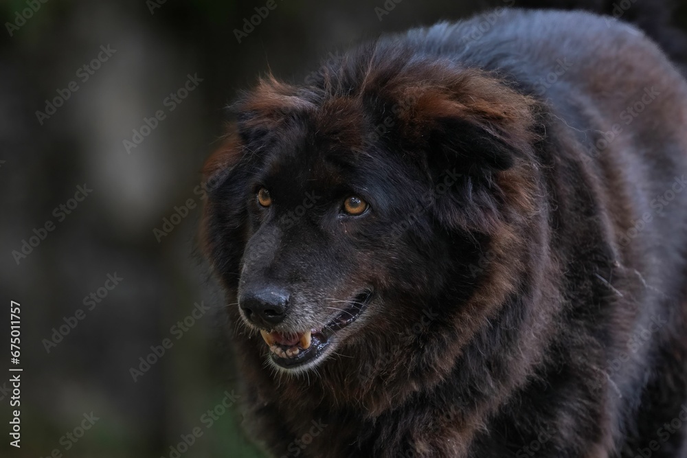 Black Bakharwal dog looking off into the distance