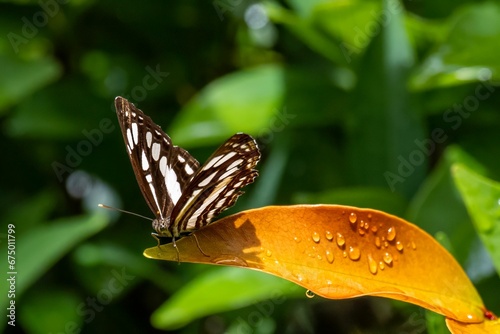 Close-up of a common sailor (Neptis hylas) butterfly perched atop a leaf photo