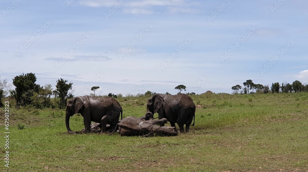 Herd of African elephants in a field surrounded by lush green grass