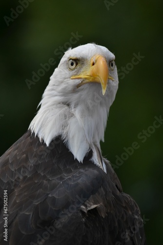Close up shot of a majestic eagle at Paradise Park  Hayle  Cornwall