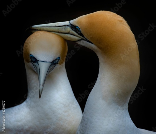 Closeup of two Australasian gannets against a black background. photo