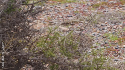 Busy Elegant crested tinamou walking on the sandy beach pecking on something on the way, punta tombo photo