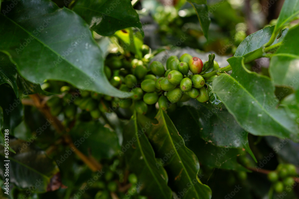 coffee beans on tree with different maturity. climatic change in seedlings and coffee fields. coffee beans on tree with different maturity. climatic change in seedlings and coffee fields.