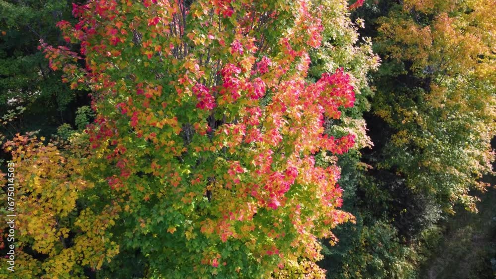 Flying Close To Maple Trees With Colorful Leaves In Autumn Season. Aerial Drone Shot Flying Close To Maple Trees With Colorful Leaves In Autumn Season. Aerial Drone Shot