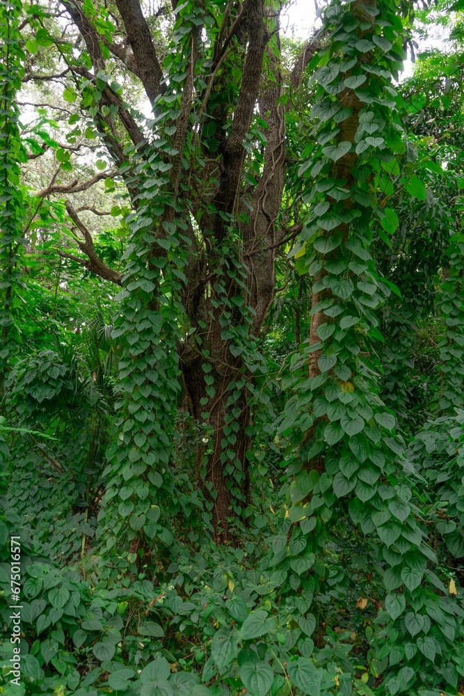 Obraz premium a small tree growing through some green vegetation next to a dirt road