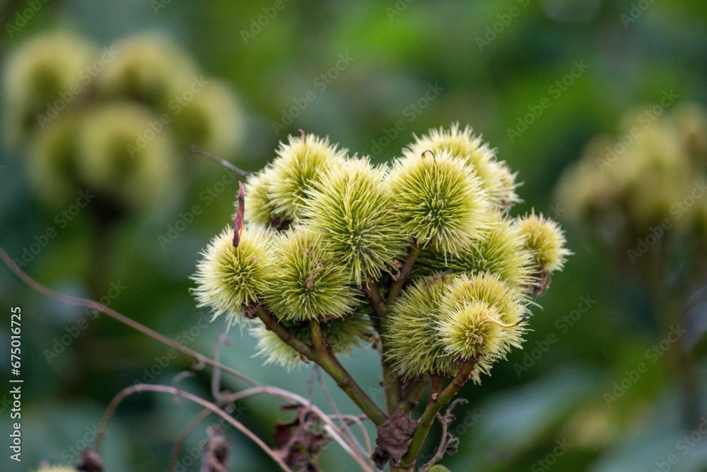 Close-up of a vibrant  Rambutan in a lush green with a blurry background