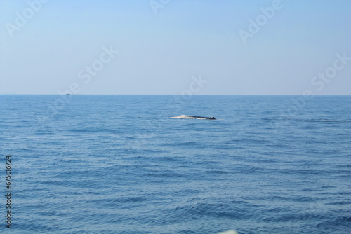 Two blue whales emerging from water on a sunny day, Indian Ocean, Sri Lanka