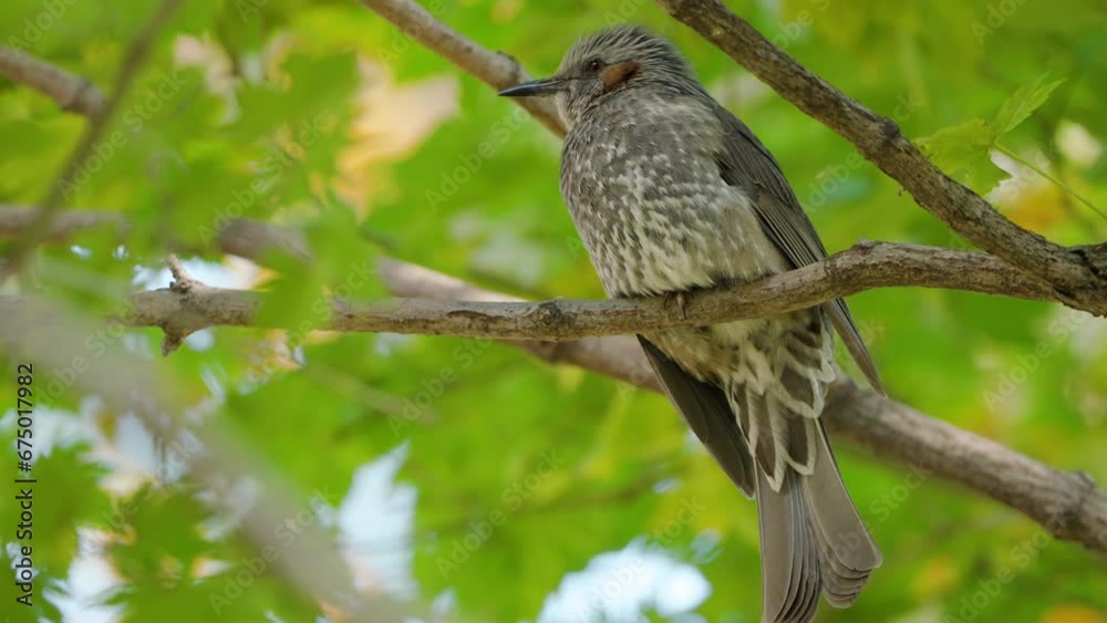 Closeup of Brown-eared Bulbul Screaming Perched on Tree Branch Against Green Foliage Closeup of Brown-eared Bulbul Screaming Perched on Tree Branch Against Green Foliage