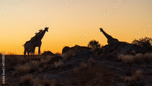 Giraffes in the wild, Augrabies Falls National Park, South Africa photo
