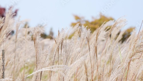 Chinese silver grass swaying close-up at Gaetgol Eco Park photo