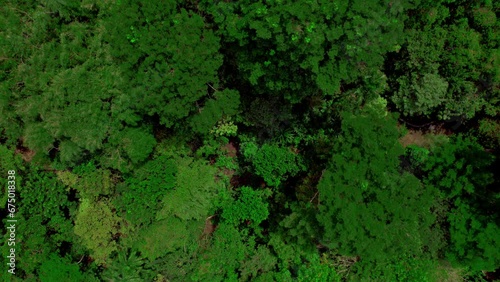 Wallpaper Mural Rescue Wildlife Center. Aerial view from above with drone of the best nature reserve with lots of wildlife. Costa Rica Torontodigital.ca