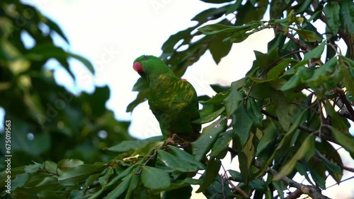 Wild scaly-breasted lorikeet, trichoglossus chlorolepidotus with vibrant plumage spotted perching on tree branch, curiously wondering around the environment, close up shot of Australian bird species.