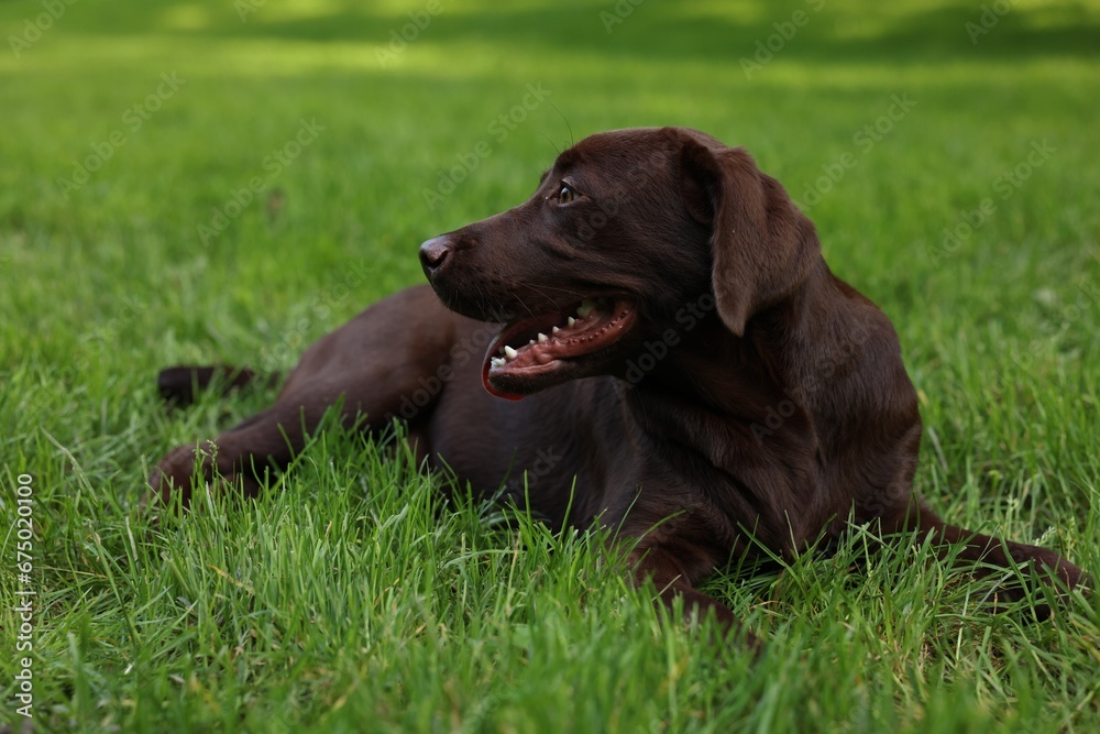 Adorable Labrador Retriever dog lying on green grass in park Adorable Labrador Retriever dog lying on green grass in park