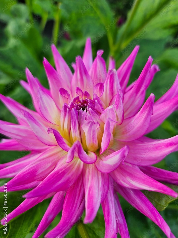 Vertical closeup of a pink flower bud