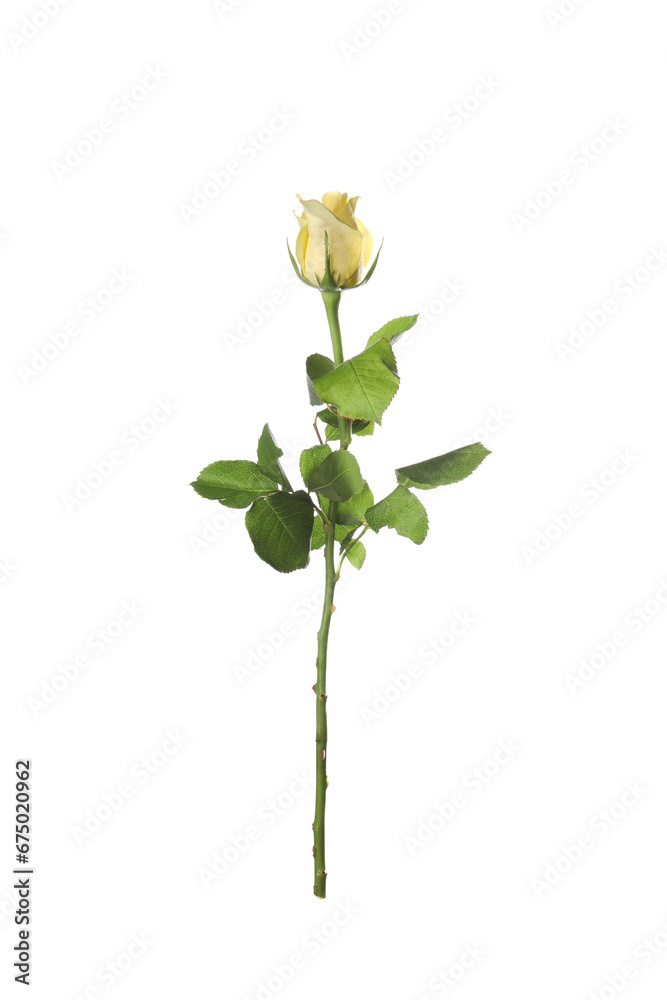 Beautiful fresh yellow rose isolated on white Beautiful fresh yellow rose isolated on white