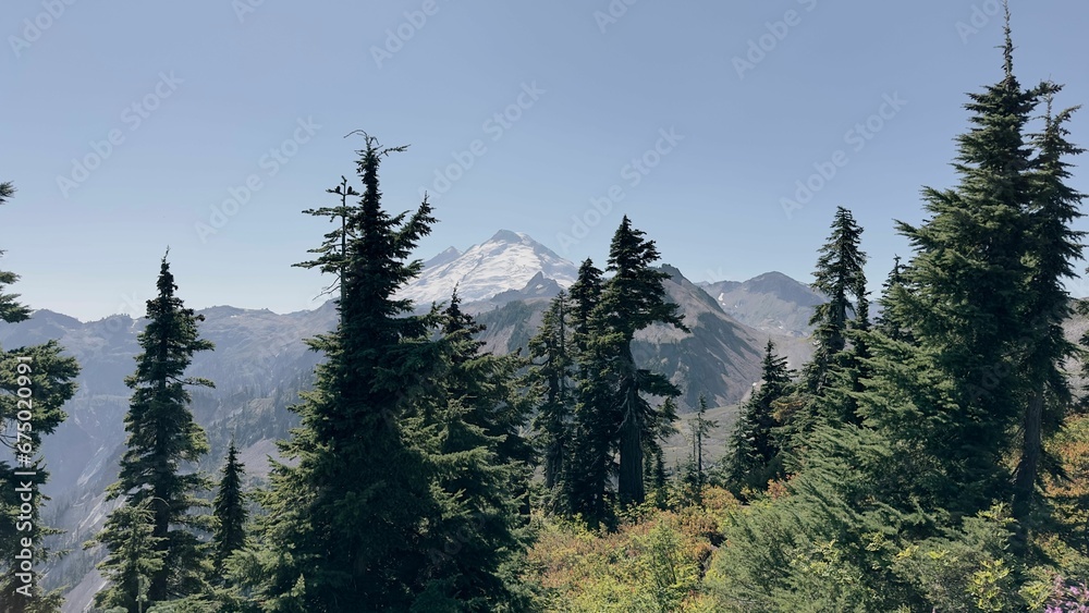 Scenic landscape with a mountain view surrounded by a lush forest of trees