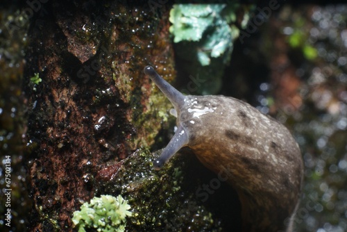 Closeup of a land slug on a silver maple tree trunk in North Carolina