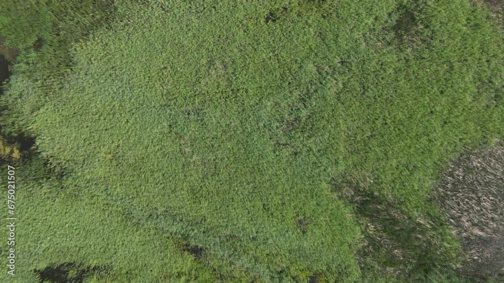 Aerial top view video of the lake surrounded by green bright forest on the shore Aerial top view video of the lake surrounded by green bright forest on the shore