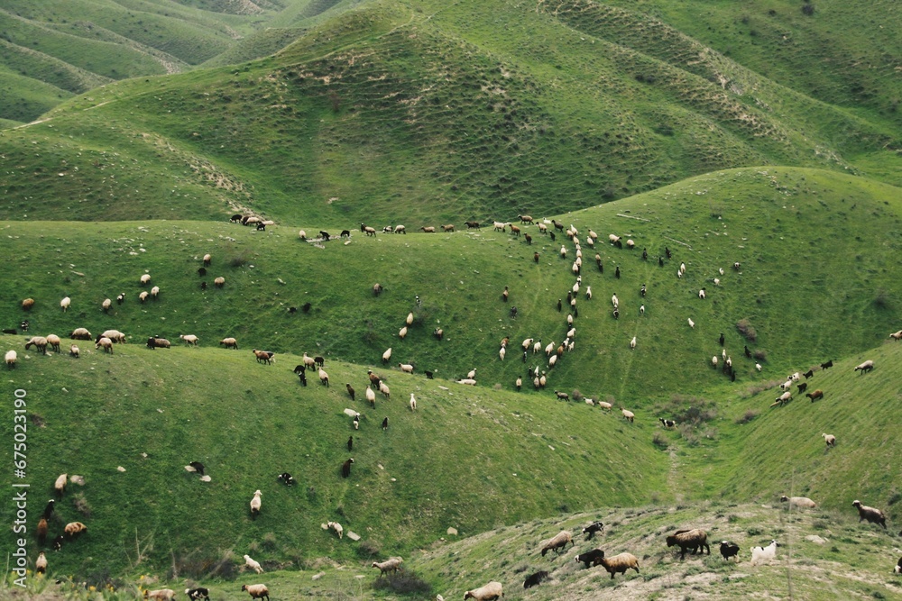 Aerial view of the green hills with a flock of sheep.