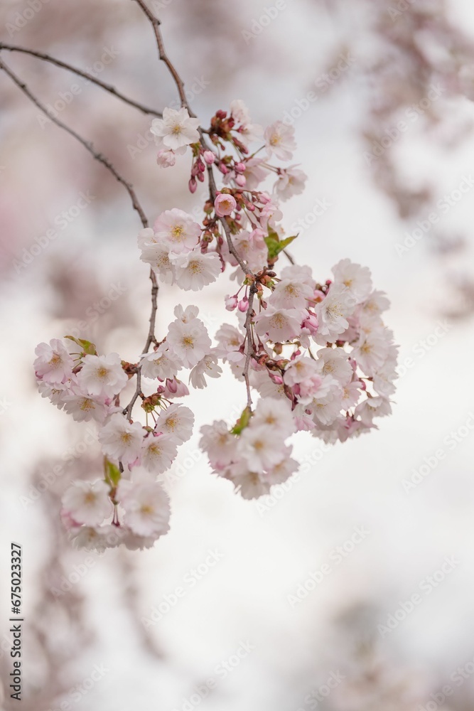 Beautiful image of soft pink and white cherry blossoms in full bloom Beautiful image of soft pink and white cherry blossoms in full bloom