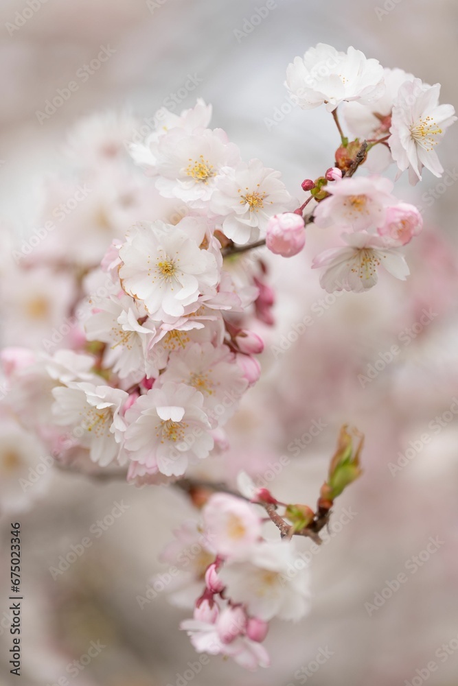 Beautiful image of soft pink and white cherry blossoms in full bloom Beautiful image of soft pink and white cherry blossoms in full bloom