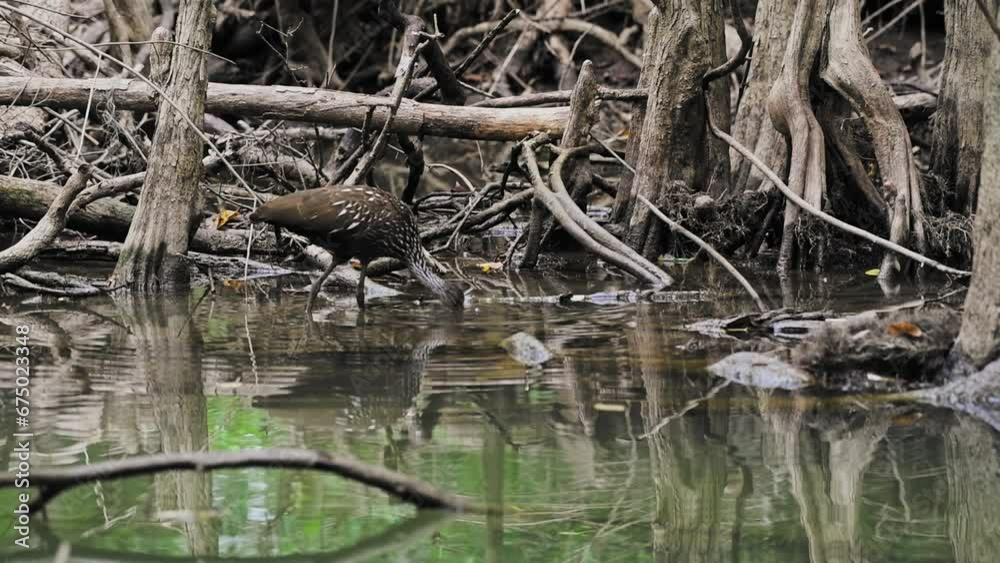 Limpkin working on removing the flesh from a mussel