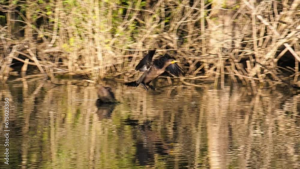 Double Crested Cormorant perched on a log then takes off in flight skimming the surface Double Crested Cormorant perched on a log then takes off in flight skimming the surface