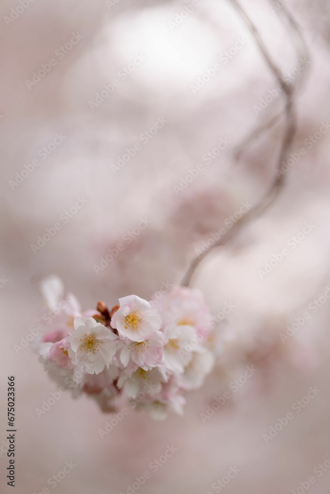 Beautiful image of soft pink and white cherry blossoms in full bloom