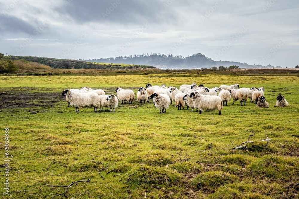 Large flock of sheep leisurely grazing in a sun-soaked, verdant meadow, surrounded by tall grass Large flock of sheep leisurely grazing in a sun-soaked, verdant meadow, surrounded by tall grass