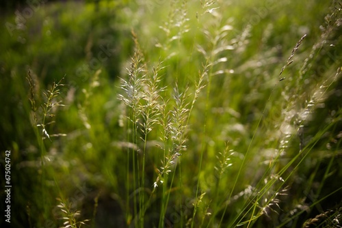 Beautiful scene of tall grass illuminated by the golden sunlight streaming through the blades.