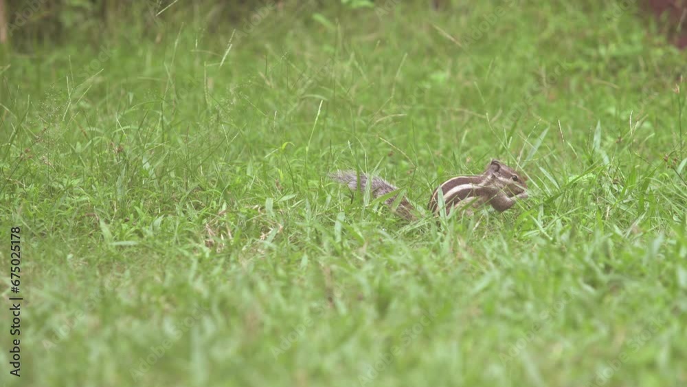 Squirrel sitting on grass eating grass. Squirrel sitting on grass eating grass.