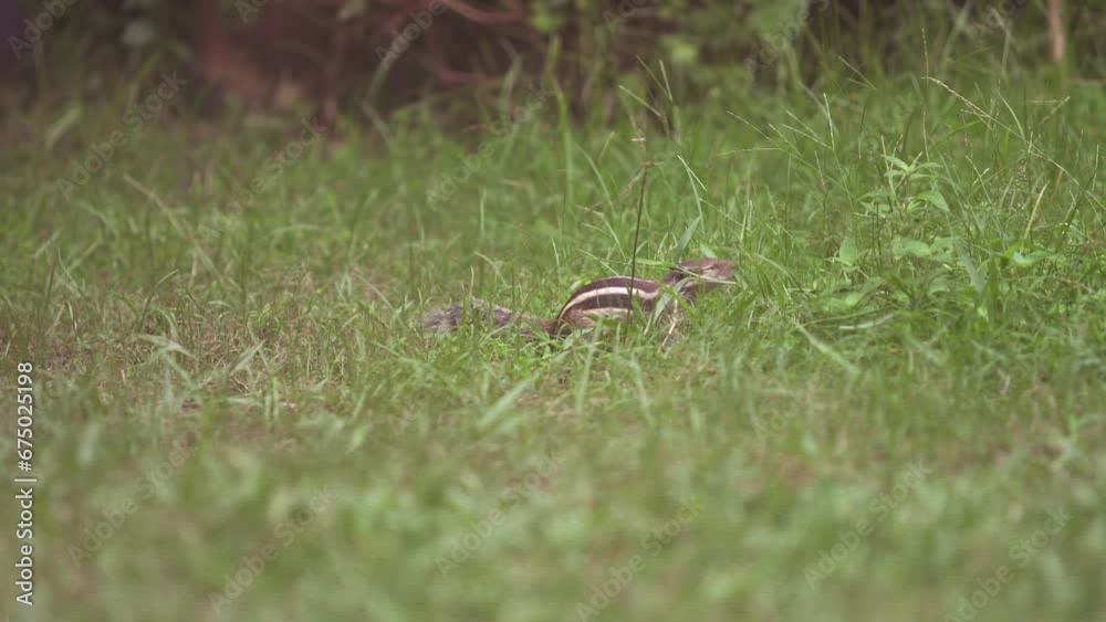 Squirrel sitting on grass eating grass. Squirrel sitting on grass eating grass.