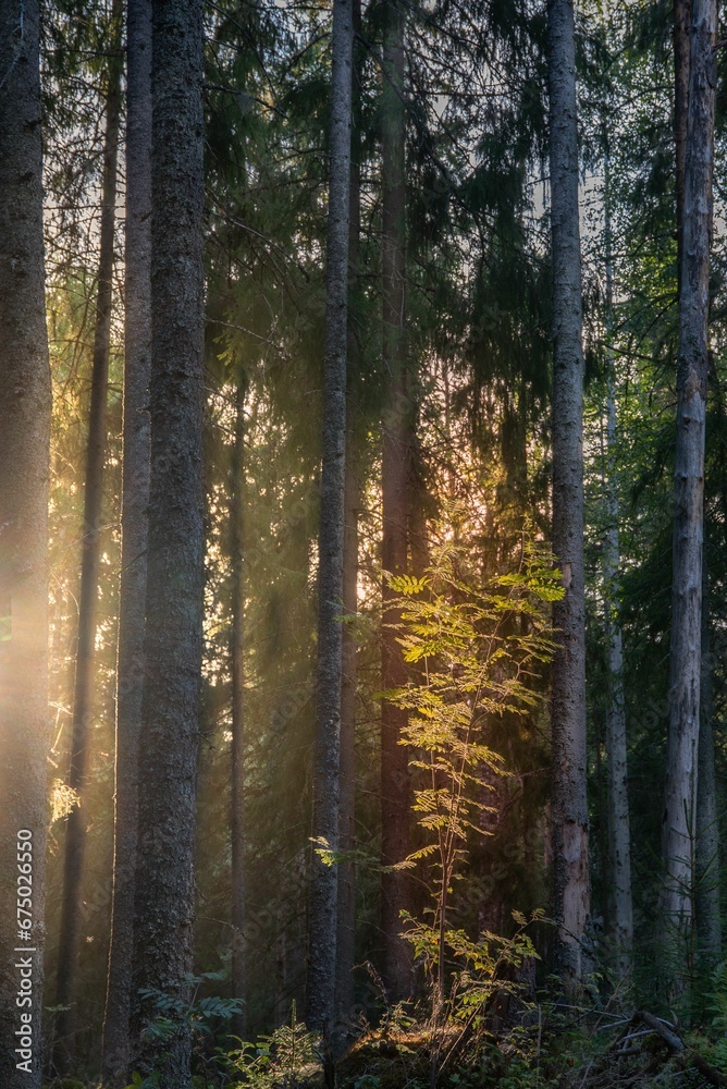 Obraz premium Vibrant forest featuring tall, green trees, with rays of sunlight streaming through the foliage