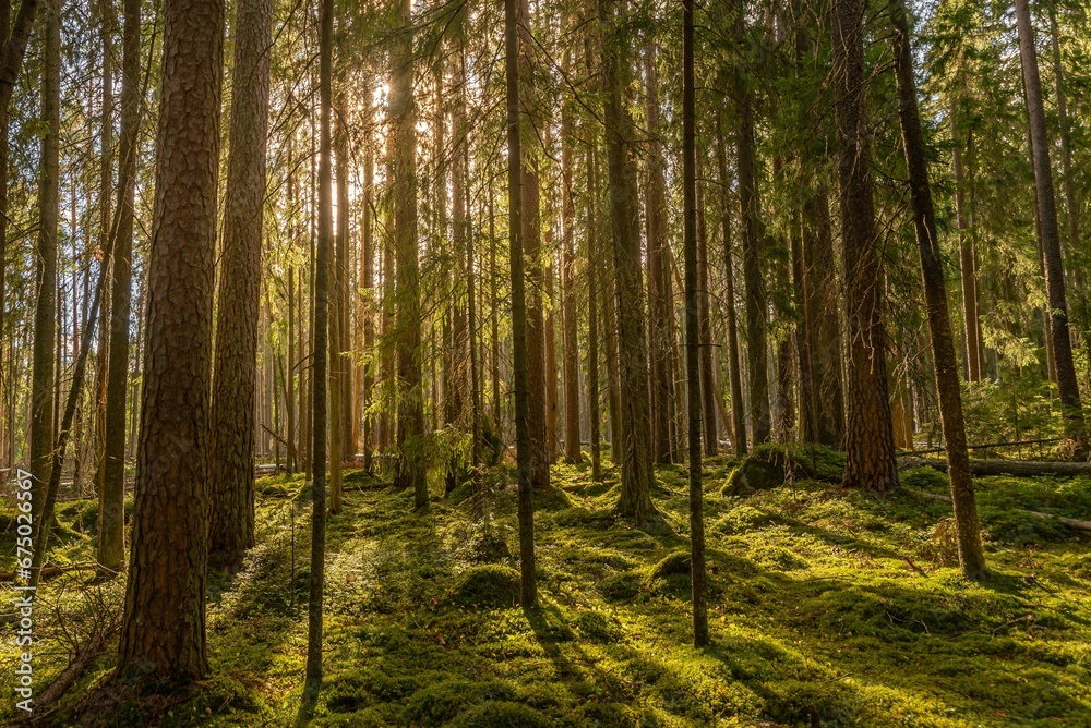 Fototapeta premium Tranquil scene of a wooded area in Vancouver, Canada, illuminated by golden sunlight