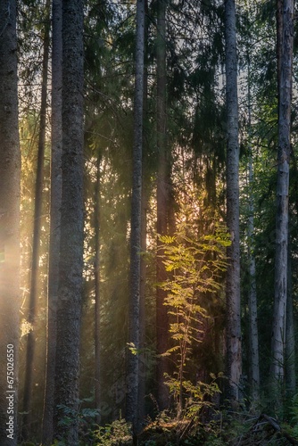 Fototapeta Naklejka Na Ścianę i Meble -  Vibrant forest featuring tall, green trees, with rays of sunlight streaming through the foliage