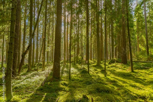 Photography Idyllic scene of a sunbeam shining through a lush green forest, with vibrant gra