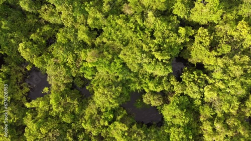 Anavilhanas national park (amazon, brazil) photo